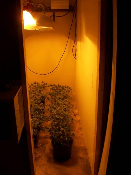 Marijuana-indoor-grow